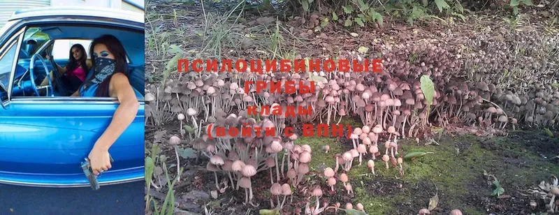 Псилоцибиновые грибы Magic Shrooms  Суоярви 